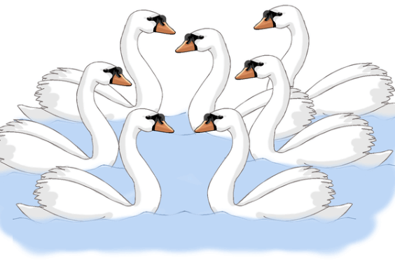 On The 7th Day of Christmas My True Love Gave To Me Seven Swans A Swimming